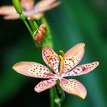 Belamcanda chinensis