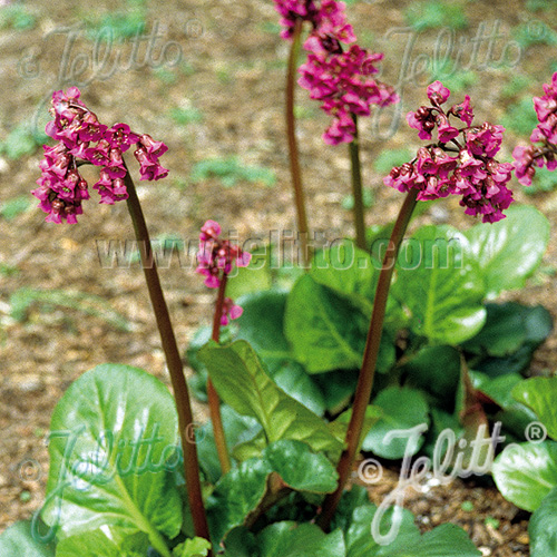 Bergenia cordifolia 'Rotblum'