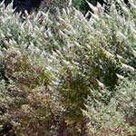 Buddleia ‘White Profusion’
