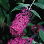Buddleia 'Attraction' 