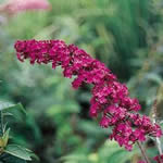 Buddleia ‘Royal Red’