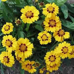 Coreopsis lanceolata 'Sterntaler'