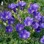 Campanula carpatica 'Blaue Clips'