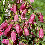 Campanula punctata ‘Rubriflora’