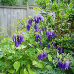 Campanula punctata 'Sarastro' 