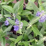 Caryopteris clandonensis 'Dark Knight' 
