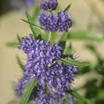 Caryopteris clandonensis 'First Choice' PP