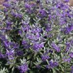 Caryopteris clandonensis 'Heavenly Blue' 