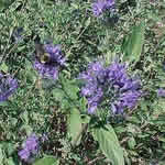 Caryopteris clandonensis 'Longwood Blue' 