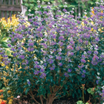 Caryopteris clandonensis 'Azure'
