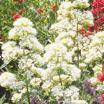 Centranthus ruber 'Albus'