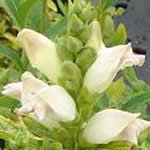 Chelone 'Alba'