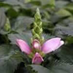 Chelone lyonii 'Pink Temptation'