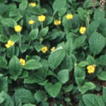 Chrysogonum virginianum 'Allen Bush'