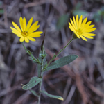 Chrysopsis mariana