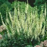 Cimicifuga racemosa var. cordifolia