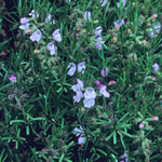 Conradina verticillata