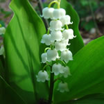 Convallaria majalis