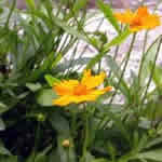 Coreopsis auriculata 'Nana'