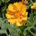 Coreopsis grandiflora ‘Sundancer' PP