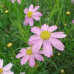 Coreopsis rosea 'American Dream'