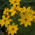 Coreopsis verticillata 'Golden Shower' 
