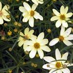 Coreopsis verticillata ‘Moonbeam’