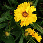 Coreopsis grandiflora ‘Sunray’