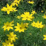 Coreopsis verticillata 'Zagreb' 
