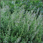 Calamintha nepeta (nepetoides)