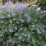 Caryopteris clandonensis 'Blue Mist' 
