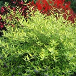 Caryopteris clandonensis 'Worcester Gold' 