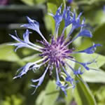 Centaurea montana