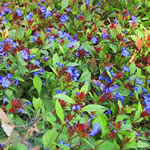 Ceratostigma plumbaginoides