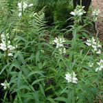 Chelone glabra