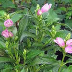 Chelone lyonii 'Hot Lips'