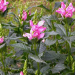 Chelone lyonii