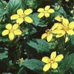 Chrysogonum virginianum 'Mark Viette'