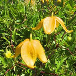 Clematis tangutica