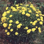 Coreopsis grandiflora ‘Early Sunrise’
