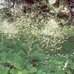 Crambe cordifolia