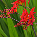 Crocosmia 'Lucifer'