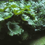 Darmera peltata (Peltiphyllum peltatum)
