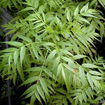 Datisca cannabina