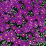 Delosperma floribundum 'Starburst'