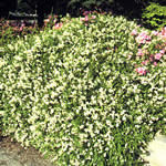 Deutzia gracilis 'Nikko'