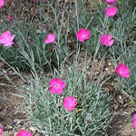 Dianthus gratianopolitanus 'Firewitch'