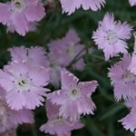 Dianthus gratianopolitanus 'Bath's Pink'