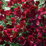 Dianthus deltoides 'Zing Rose' 