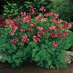 Dicentra formosa 'Luxuriant' 